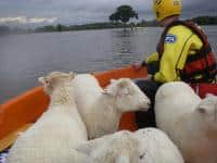 Sauvetage de mouton en New Matic 360